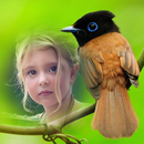 Birds Photo Frames APK