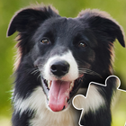 Dogs & Cats Puzzles for kids icon