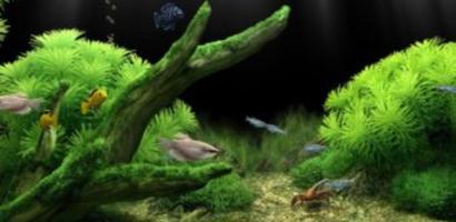 Walpaper Akuarium  HD ภาพหน้าจอ 3