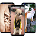 HD Wallpaper Cute Cat