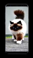HD Wallpaper Cute Cat capture d'écran 1