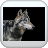 Valley of the Wolves - مقتطفات مسلسل وادي الذئاب