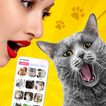 MeowTalk - Traducteur de Chat