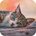 10000+ Cats Wallpapers