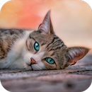 10000+ Cats Wallpapers APK