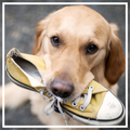 Dog Wallpaper