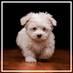 Puppy Wallpaper ícone