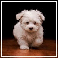 Puppy Wallpaper