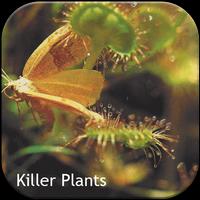 killer plants постер