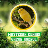 Masteran Kenari Gacor Ngerol biểu tượng