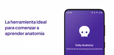 Flashcards de Daily Anatomy