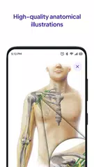Daily Anatomy Flashcards APK 下載