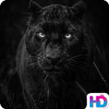 Black Panther Wallpapers