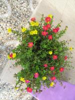 2 Schermata Fiore Krokot