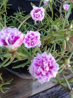 3 Schermata Fiore Krokot