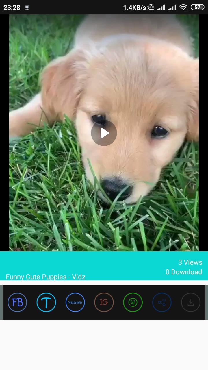 Cute Puppy Videos Download