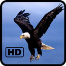 Bald Eagle Wallpaper 2019 APK