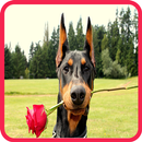 Doberman Dog Wallpaper 2019 APK