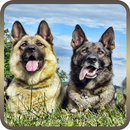 German Shepherd Wallpaper 2019 APK