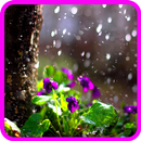 Rain GIF HD APK