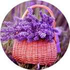 Lavender Wallpaper icono