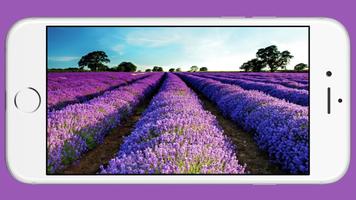 Lavender Wallpaper captura de pantalla 3