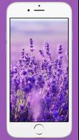 Lavender Wallpaper Poster