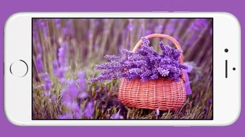 Lavender Wallpaper captura de pantalla 1