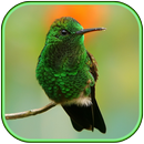 Papéis de Parede de Pássaros APK