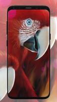 Fondo de pantalla de loro Poster