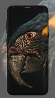 Fondo de pantalla de loro captura de pantalla 3