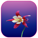 Papéis de Parede de Flores da  APK