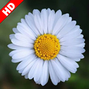 خلفيات بيضاء - خلفية بيضاء APK