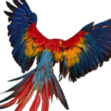 Parrot OS : Parrot Linux simgesi
