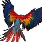 Parrot OS : Vulnerability Anal иконка