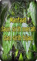 Manfaat Daun Sirih اسکرین شاٹ 2