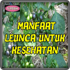 Khasiat Leunca Untuk Kesehatan Top 圖標