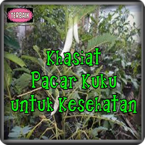 Khasiat Tanaman Pacar Kuku Untuk Kesehatan Top For Android Apk