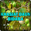 Khasiat Daun Bidara Yang Dahsy