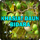 Khasiat Daun Bidara icône