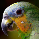 teka burung APK