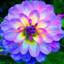Guess the flower APK