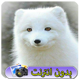 خلفيات بيضاء