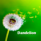 dandelion 图标