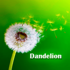 dandelion icône