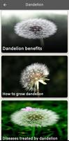 dandelion Affiche