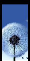 dandelion 截图 2