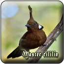 Master Burung Cililin MP3 APK