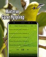 Suara Burung Sirtu Pikat MP3 截图 2