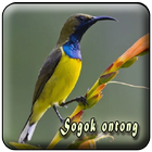 Pikat Burung Sogok Ontong MP3 图标